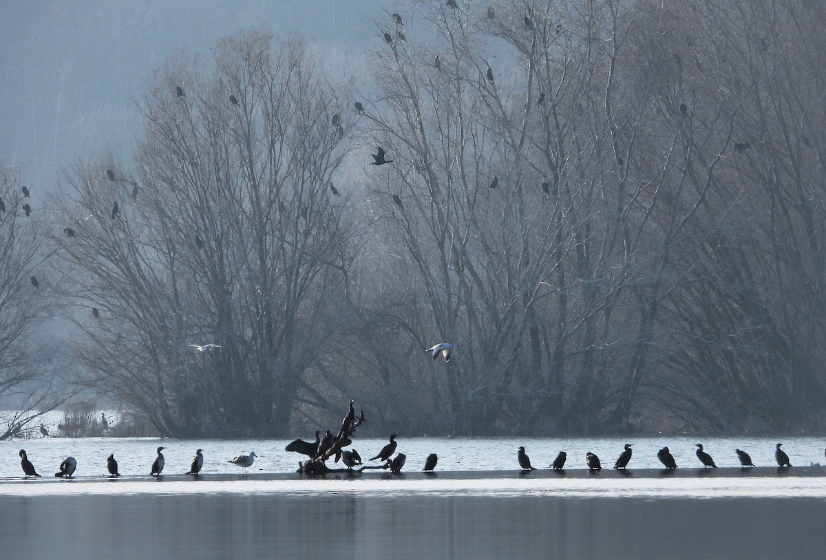 Great Cormorant - ML646127975