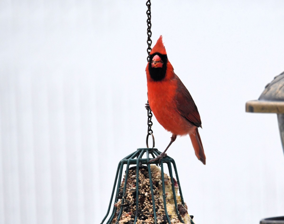 Northern Cardinal - ML646127976