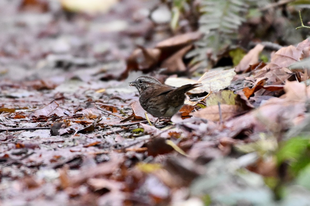 Song Sparrow - ML646127977