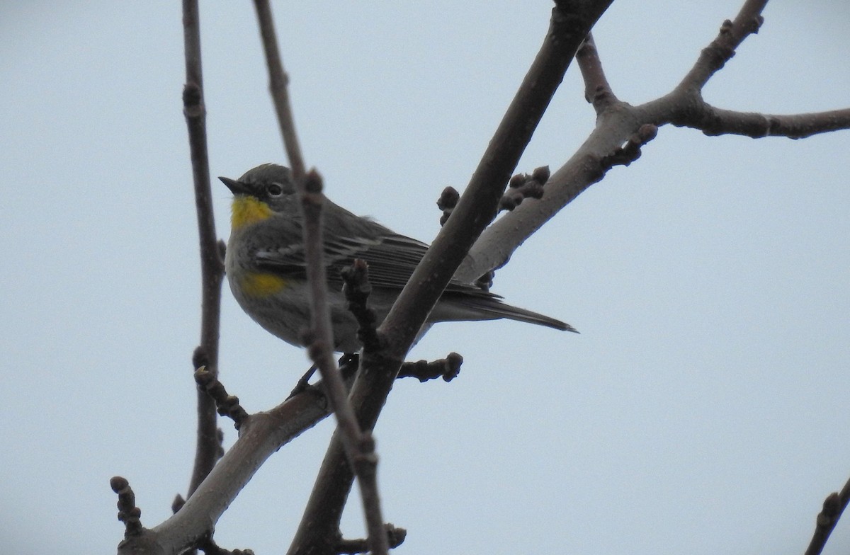 Yellow-rumped Warbler - ML646127980