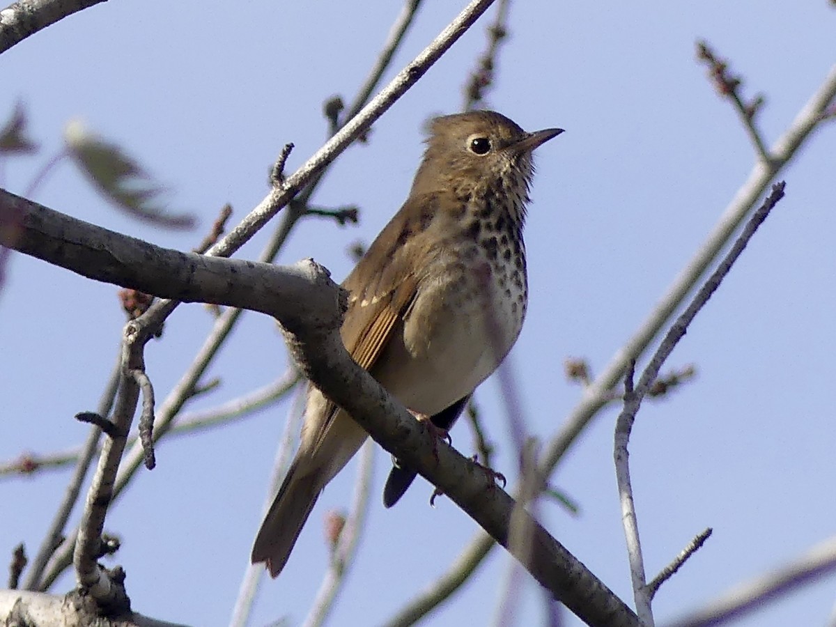 Hermit Thrush - ML646127987