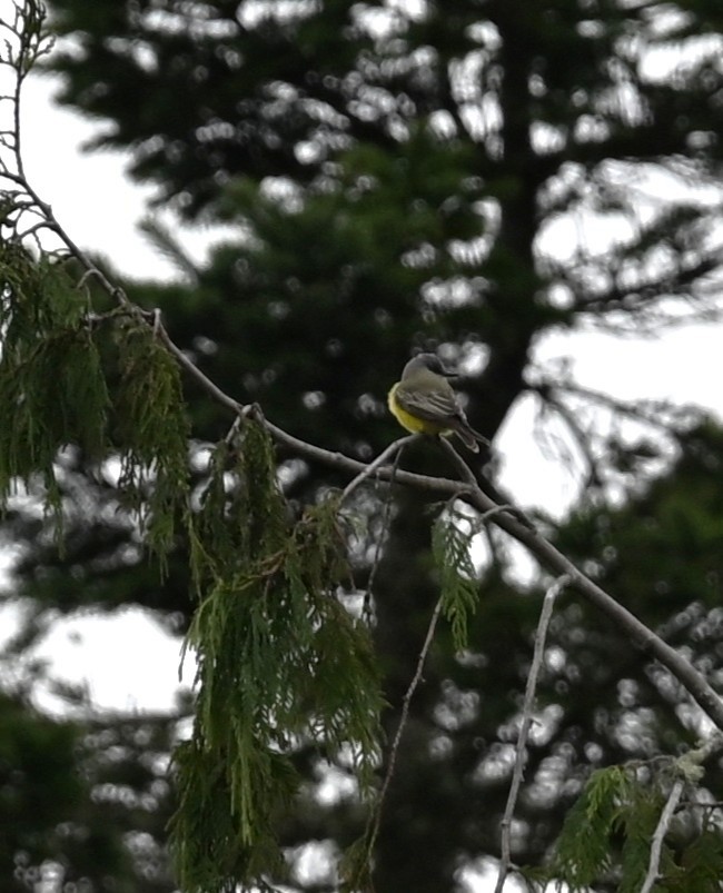 Tropical Kingbird - ML646127988