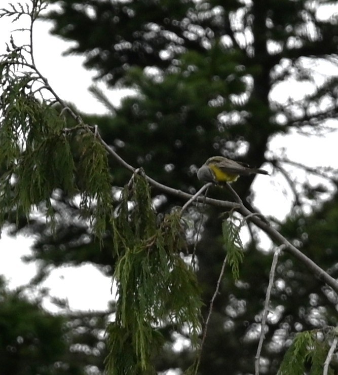Tropical Kingbird - ML646127989