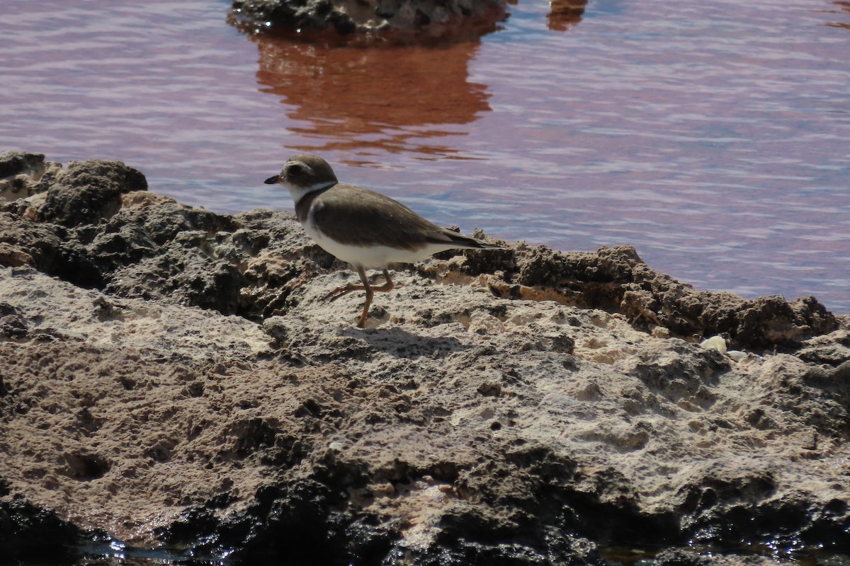 Semipalmated Plover - ML646127991