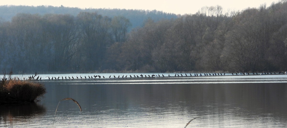 Great Cormorant - ML646127992