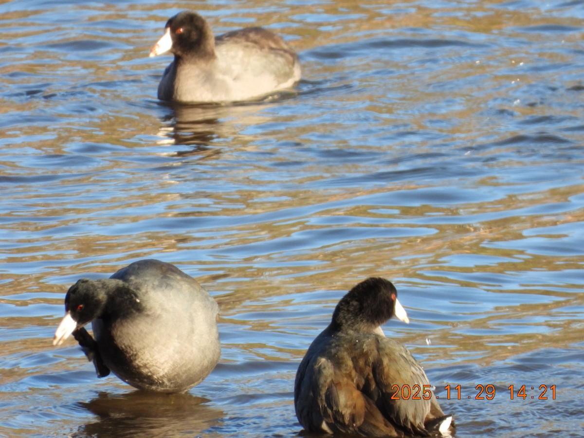 American Coot - ML646127993
