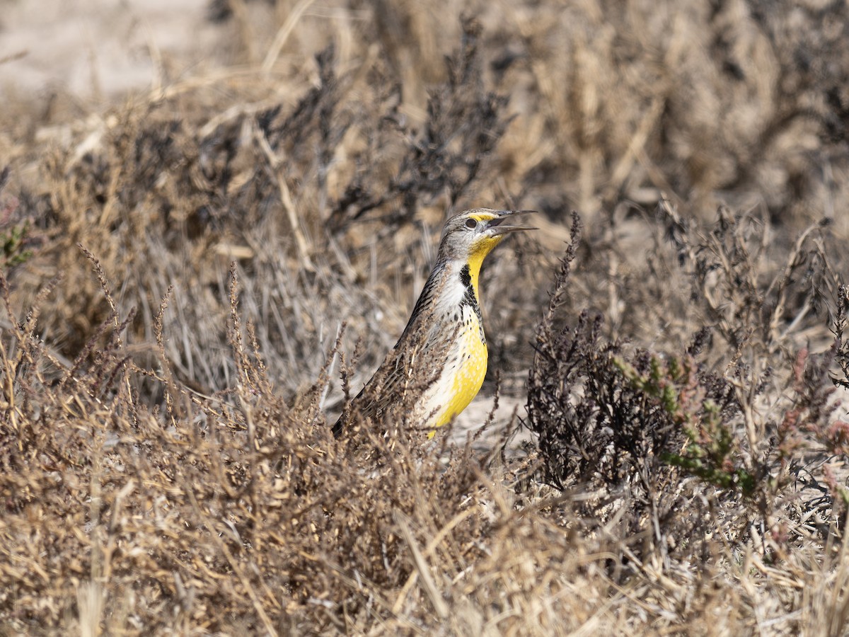 Chihuahuan Meadowlark - ML646127994