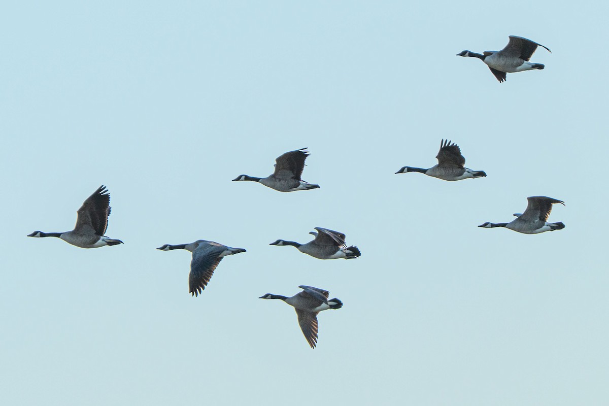 Canada Goose - ML646127995
