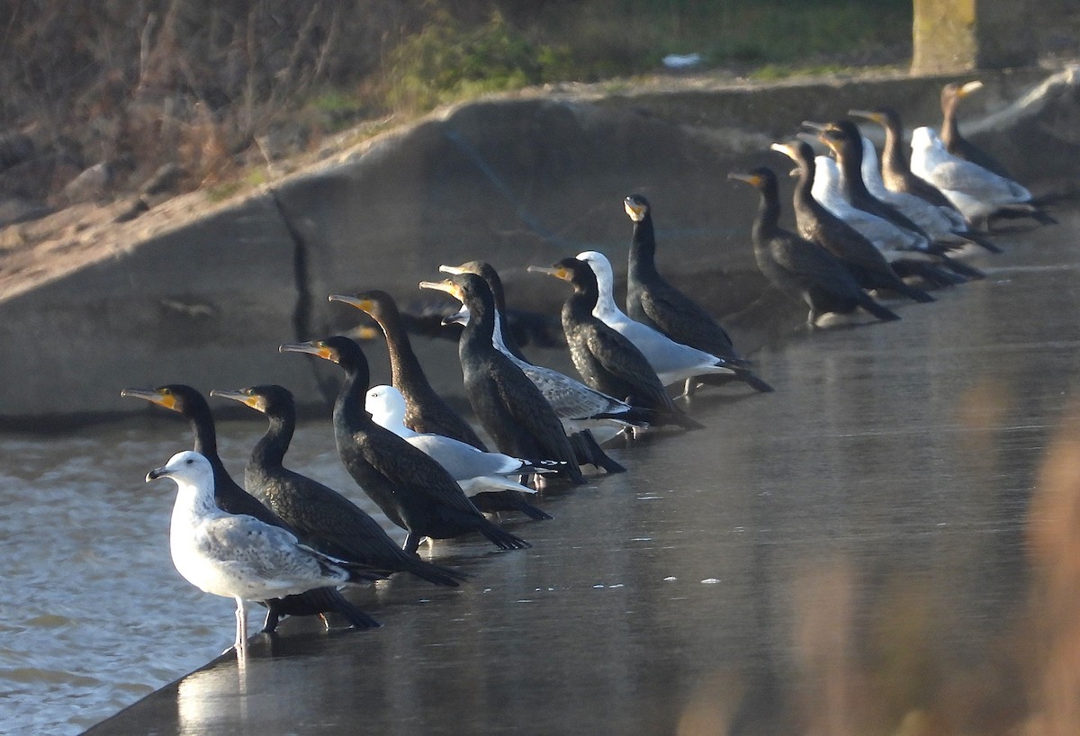 Great Cormorant - ML646128005