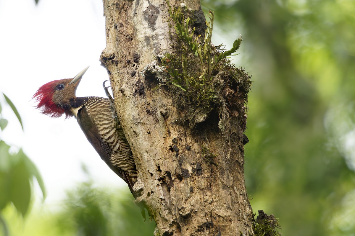 Helmeted Woodpecker - ML646128007