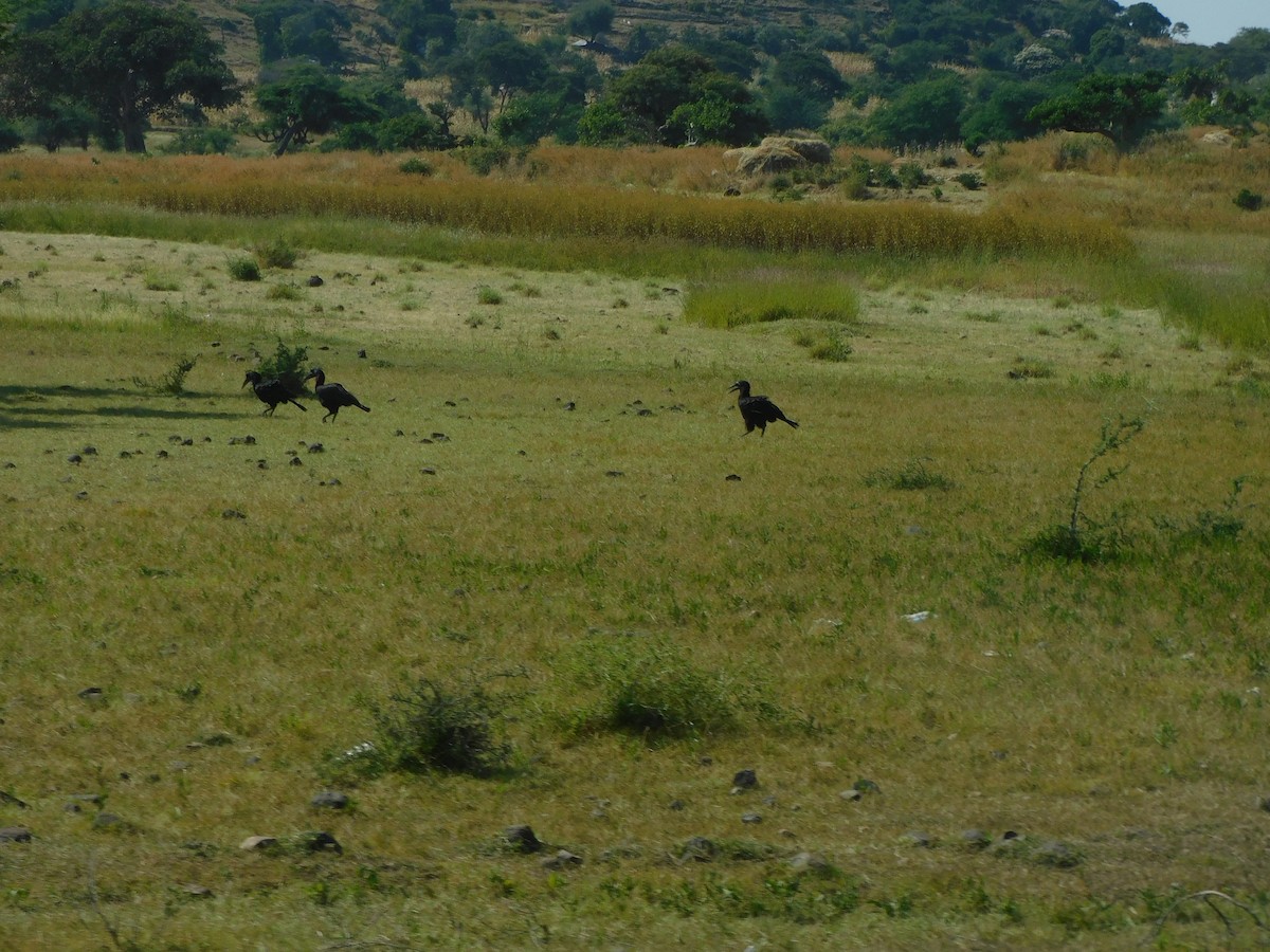 Abyssinian Ground-Hornbill - ML646128009