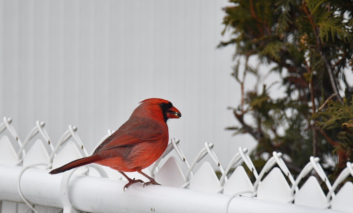 Northern Cardinal - ML646128010