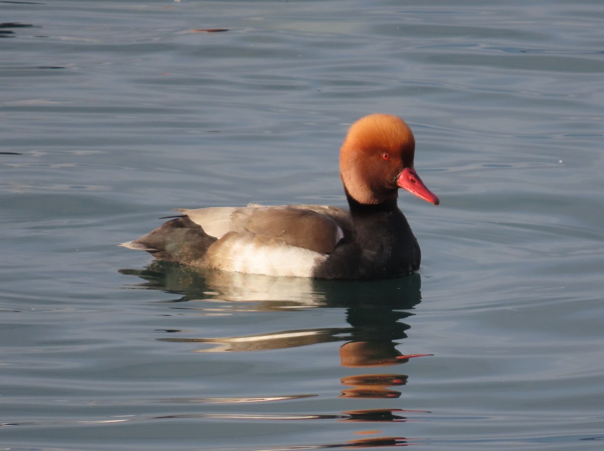 Red-crested Pochard - ML646128011