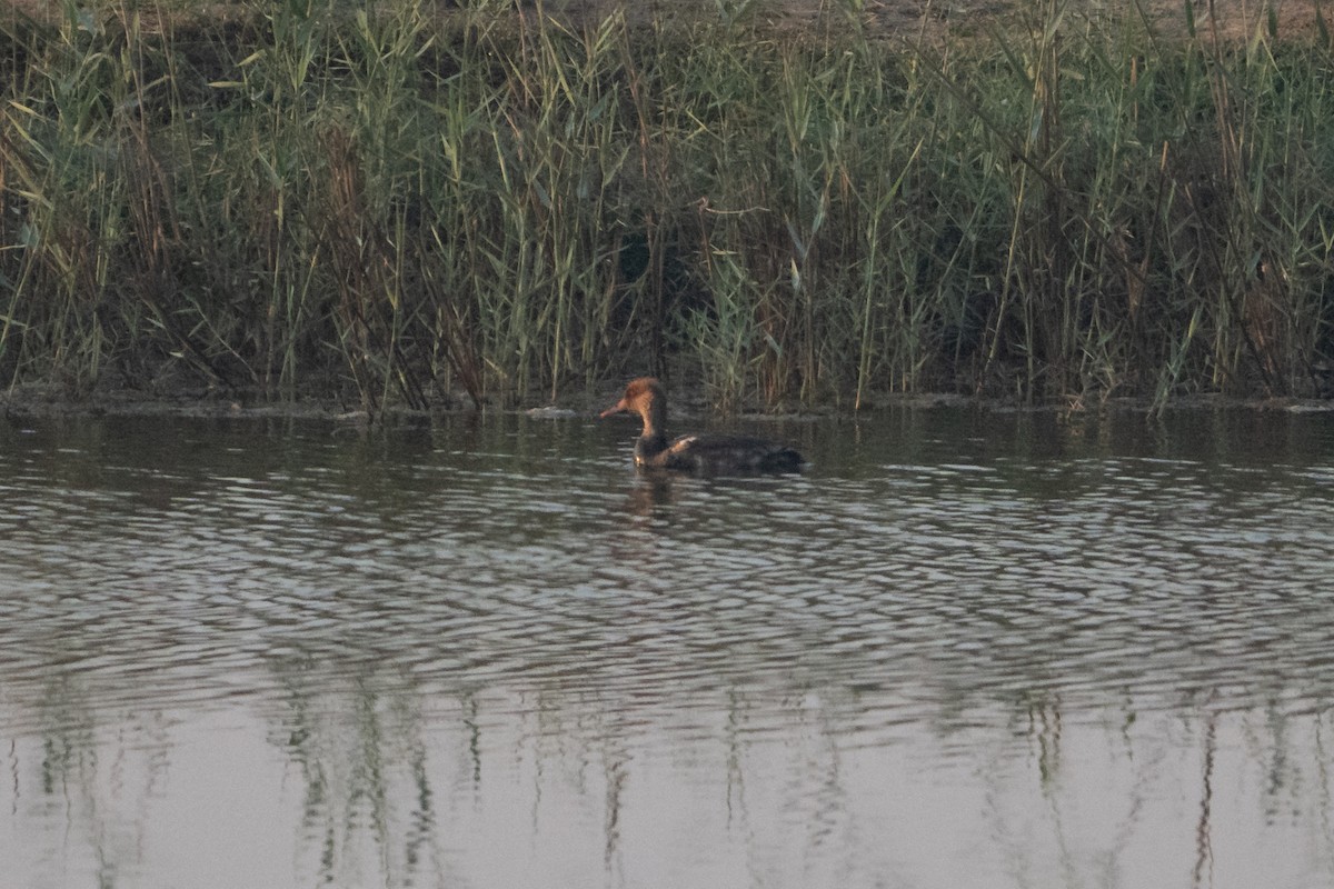 Kolbenente - ML646128013