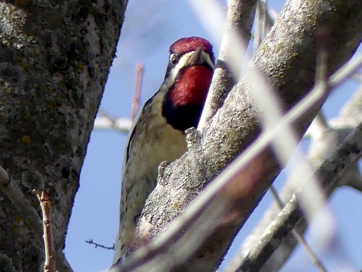 Yellow-bellied Sapsucker - ML646128014