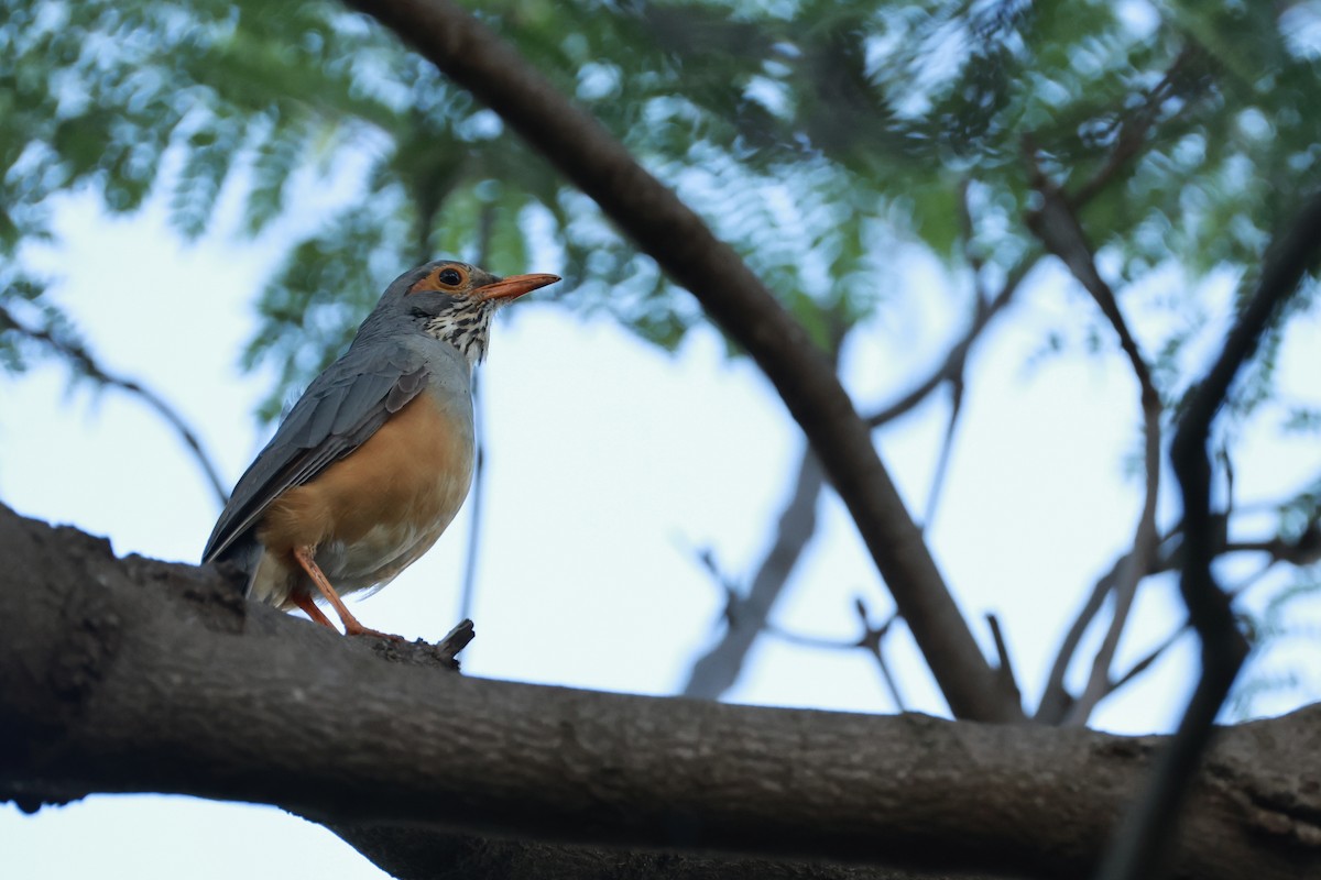 African Bare-eyed Thrush - ML646128016