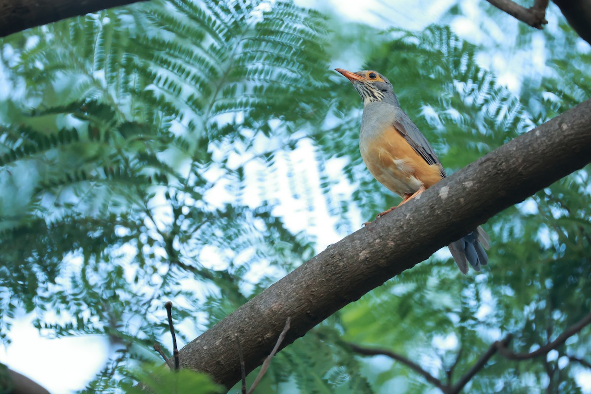 African Bare-eyed Thrush - ML646128018