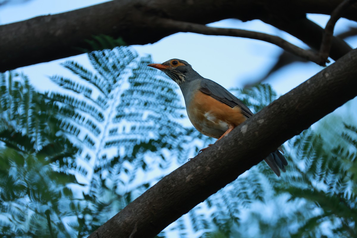 African Bare-eyed Thrush - ML646128019