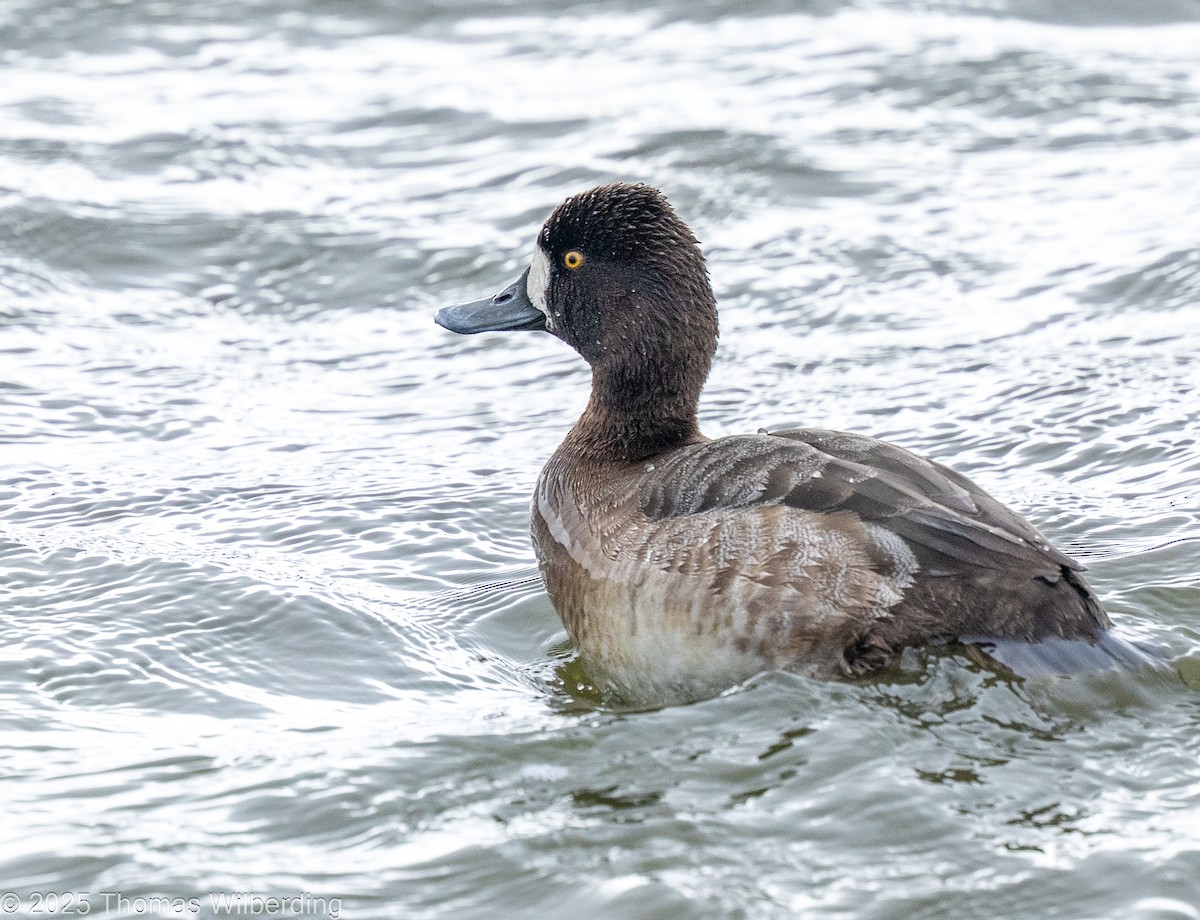 Lesser Scaup - ML646128022