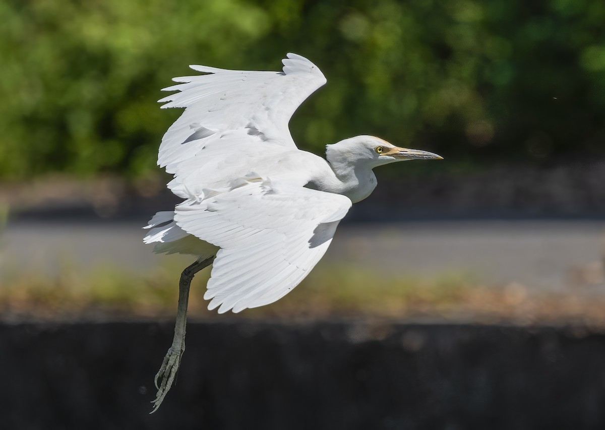 volavka dobytčí - ML646128023