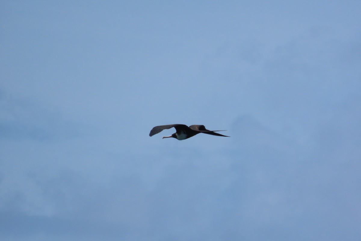 Magnificent Frigatebird - ML646128025