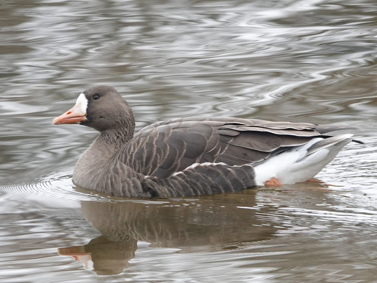 Greater White-fronted Goose - ML646128026