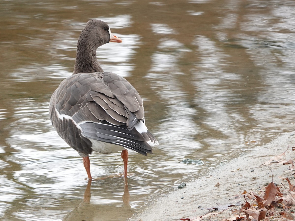 Greater White-fronted Goose - ML646128027