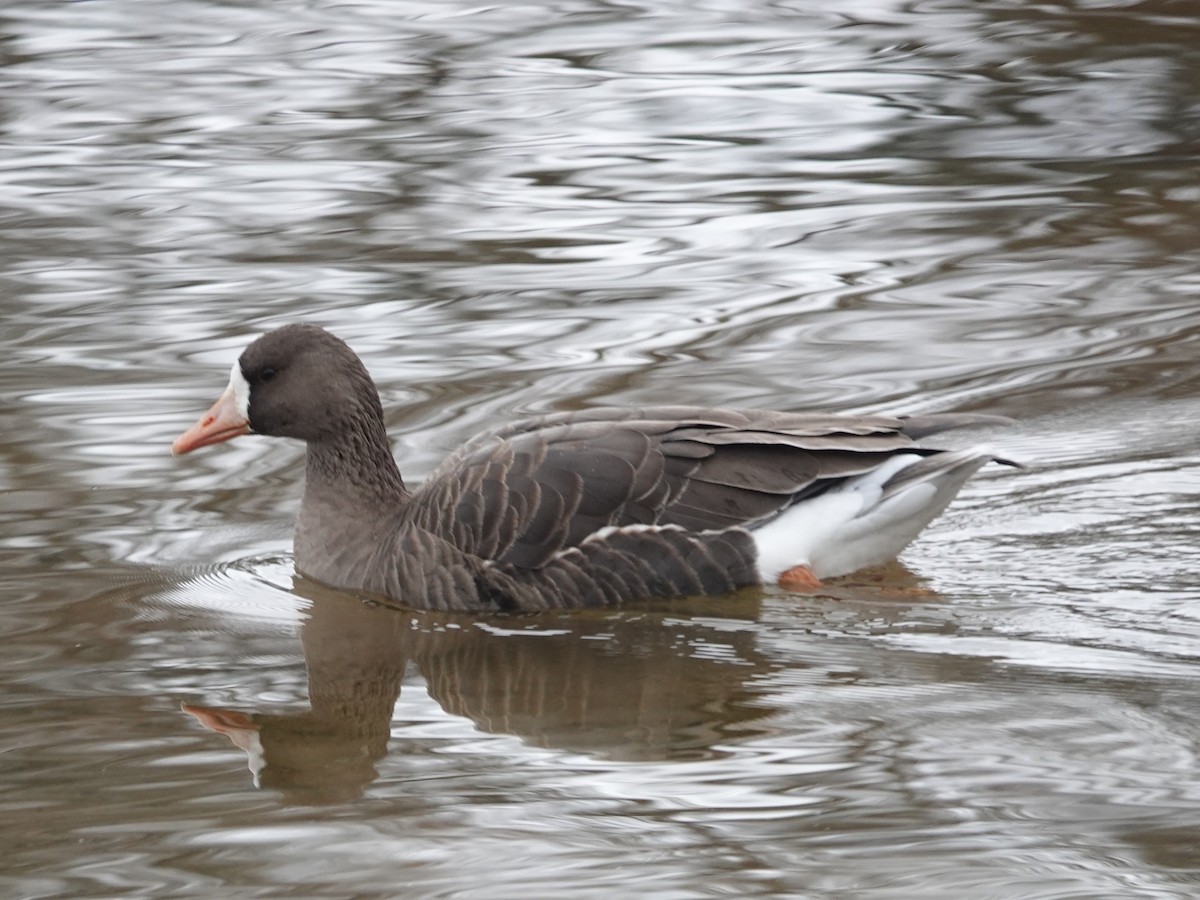 Greater White-fronted Goose - ML646128028