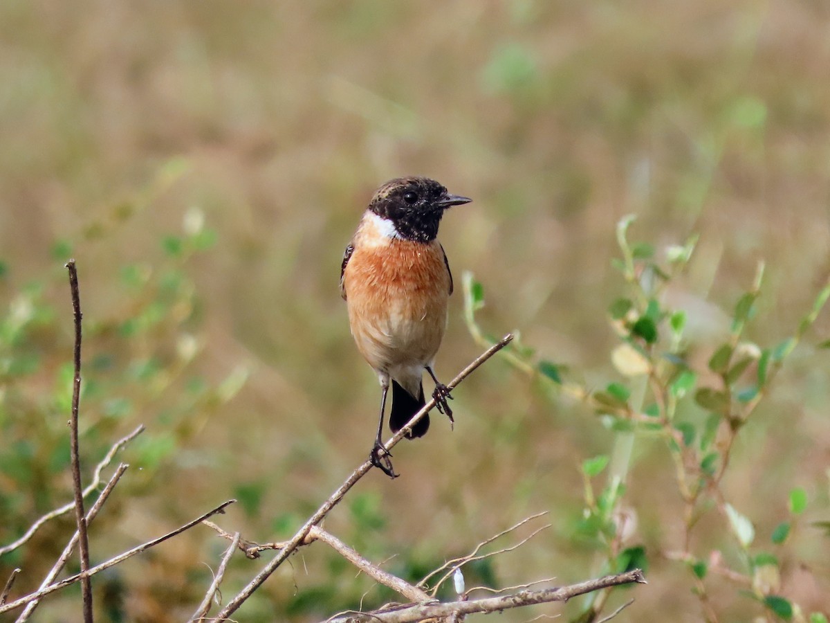 Pallasschwarzkehlchen - ML646128032