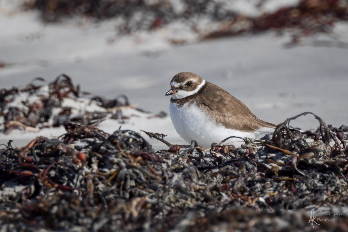 Semipalmated Plover - ML646128033
