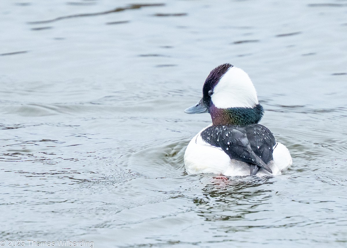 Bufflehead - ML646128034