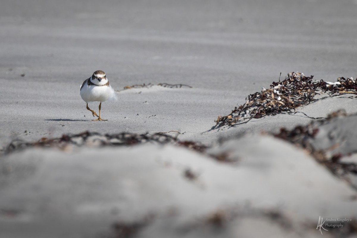 Semipalmated Plover - ML646128035