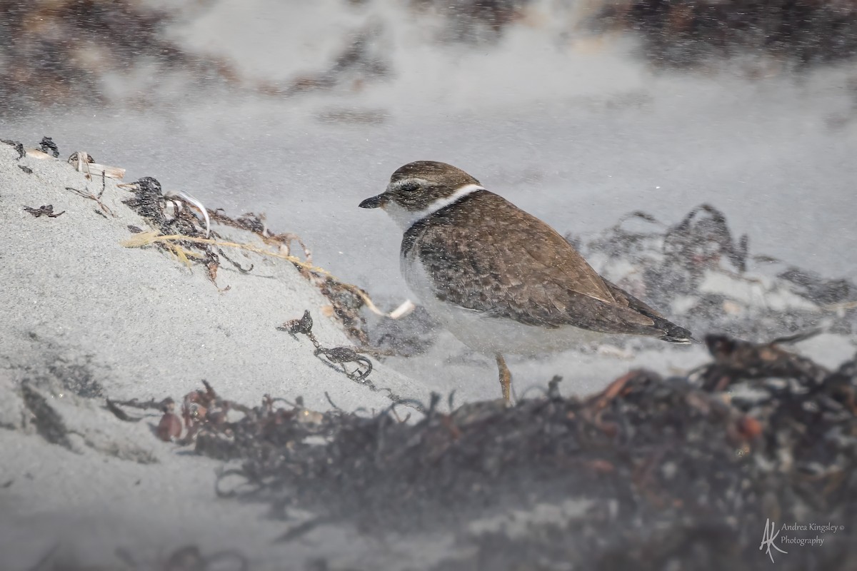 Semipalmated Plover - ML646128036