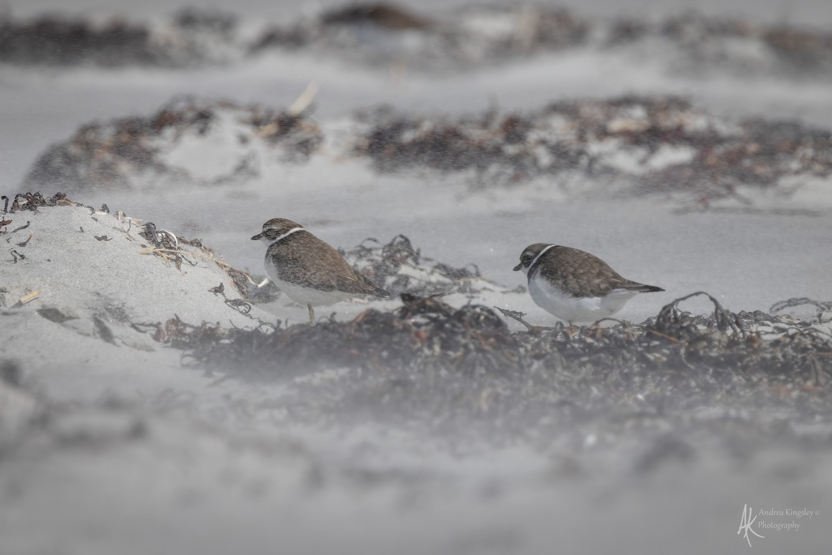 Semipalmated Plover - ML646128037