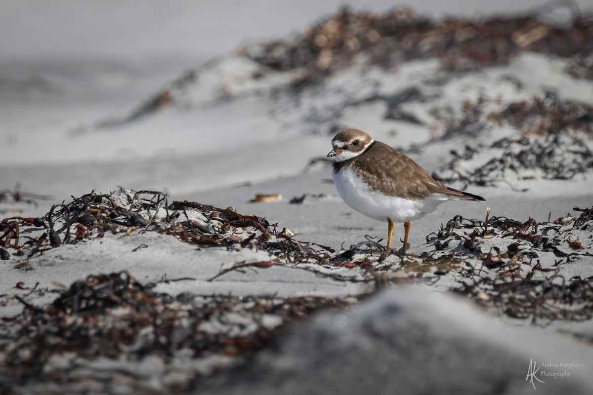 Semipalmated Plover - ML646128038