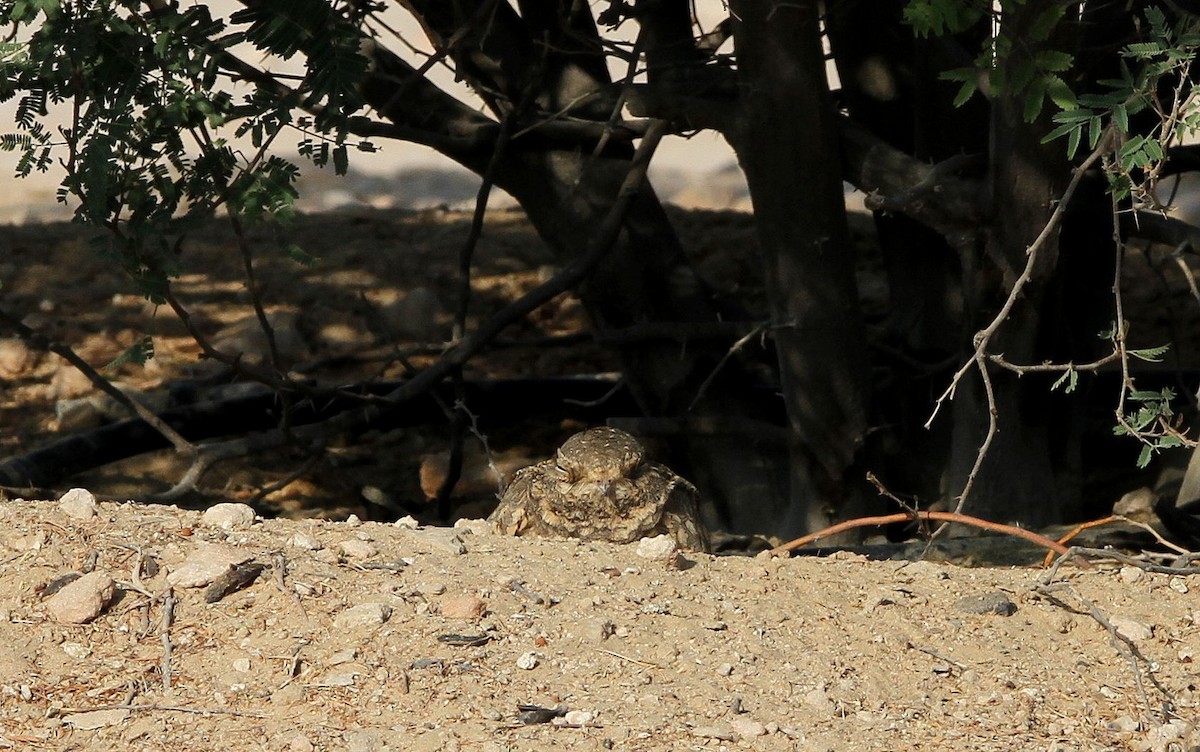 Egyptian Nightjar - ML646128039