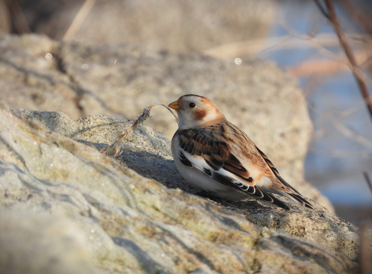 Snow Bunting - ML646128043