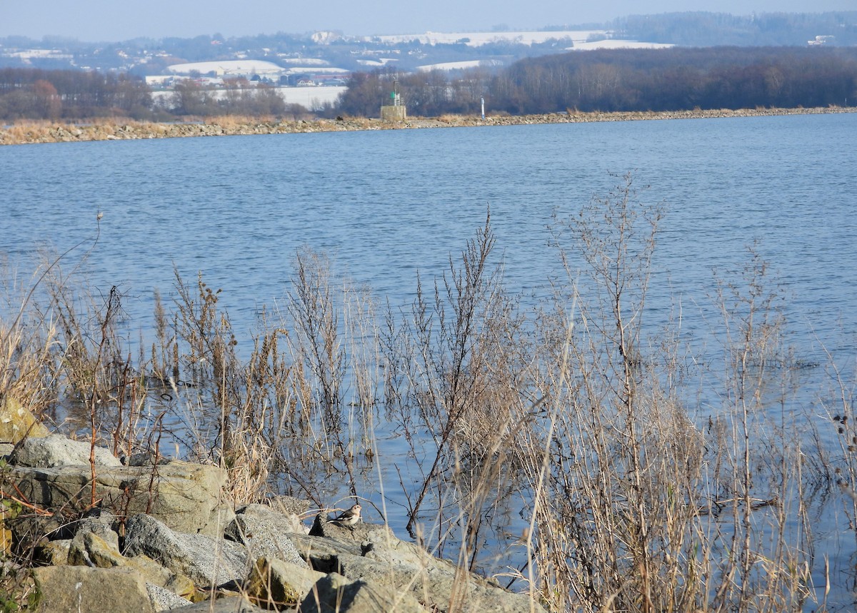 Snow Bunting - ML646128044