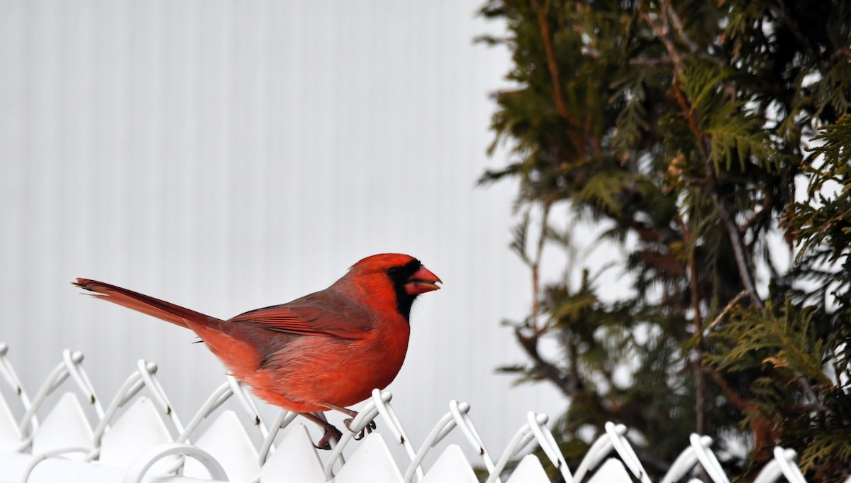 Northern Cardinal - ML646128045