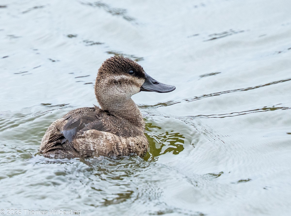 Ruddy Duck - ML646128046