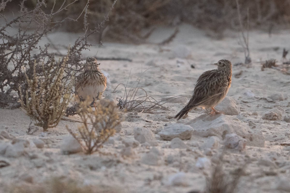 Turkestanlerche - ML646128048