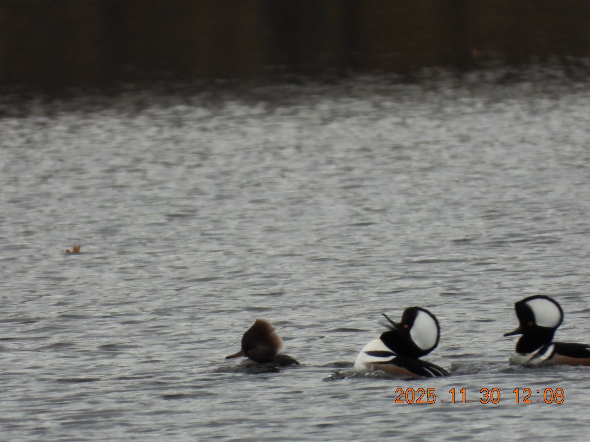 Hooded Merganser - ML646128049