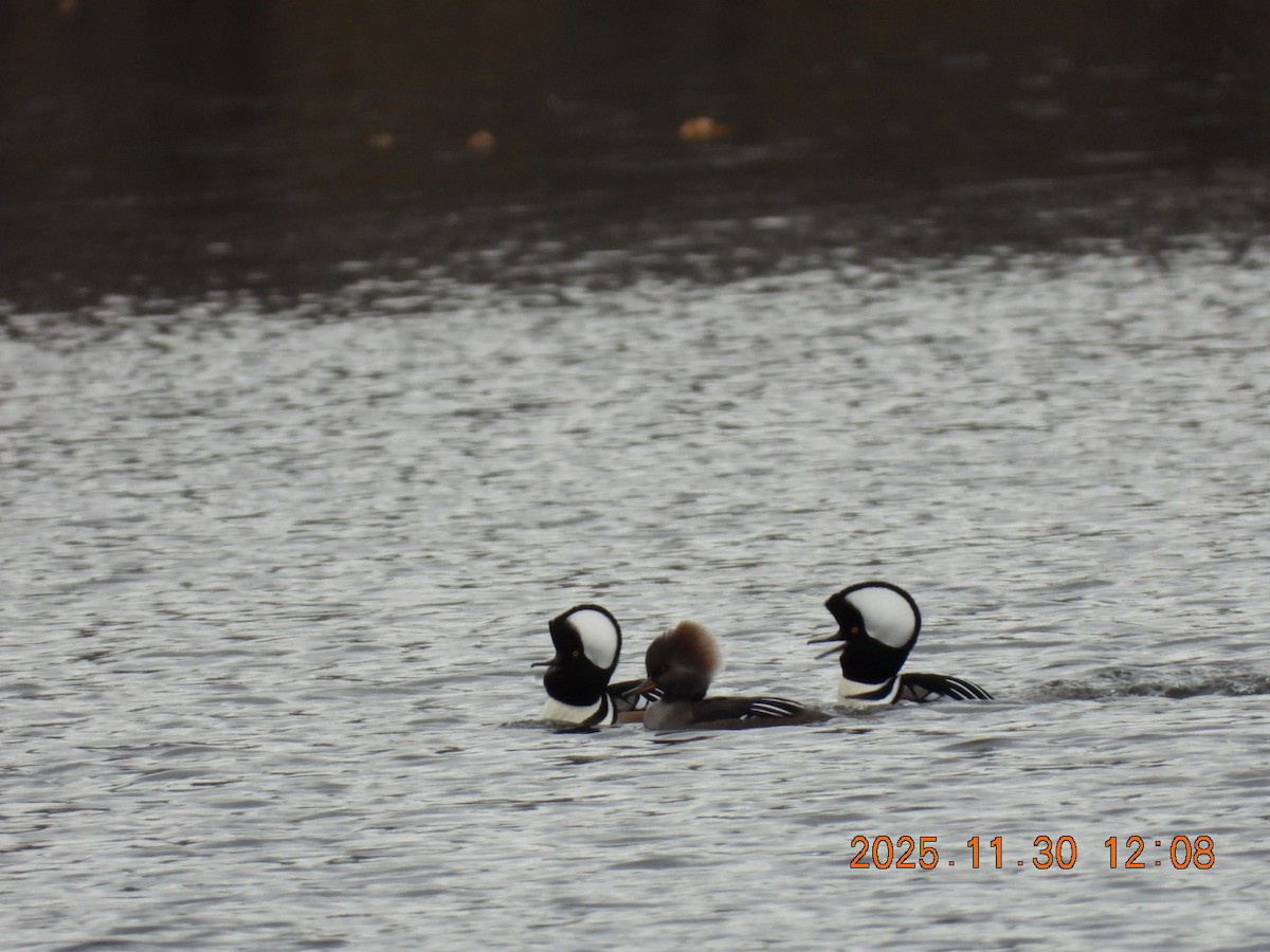 Hooded Merganser - ML646128051