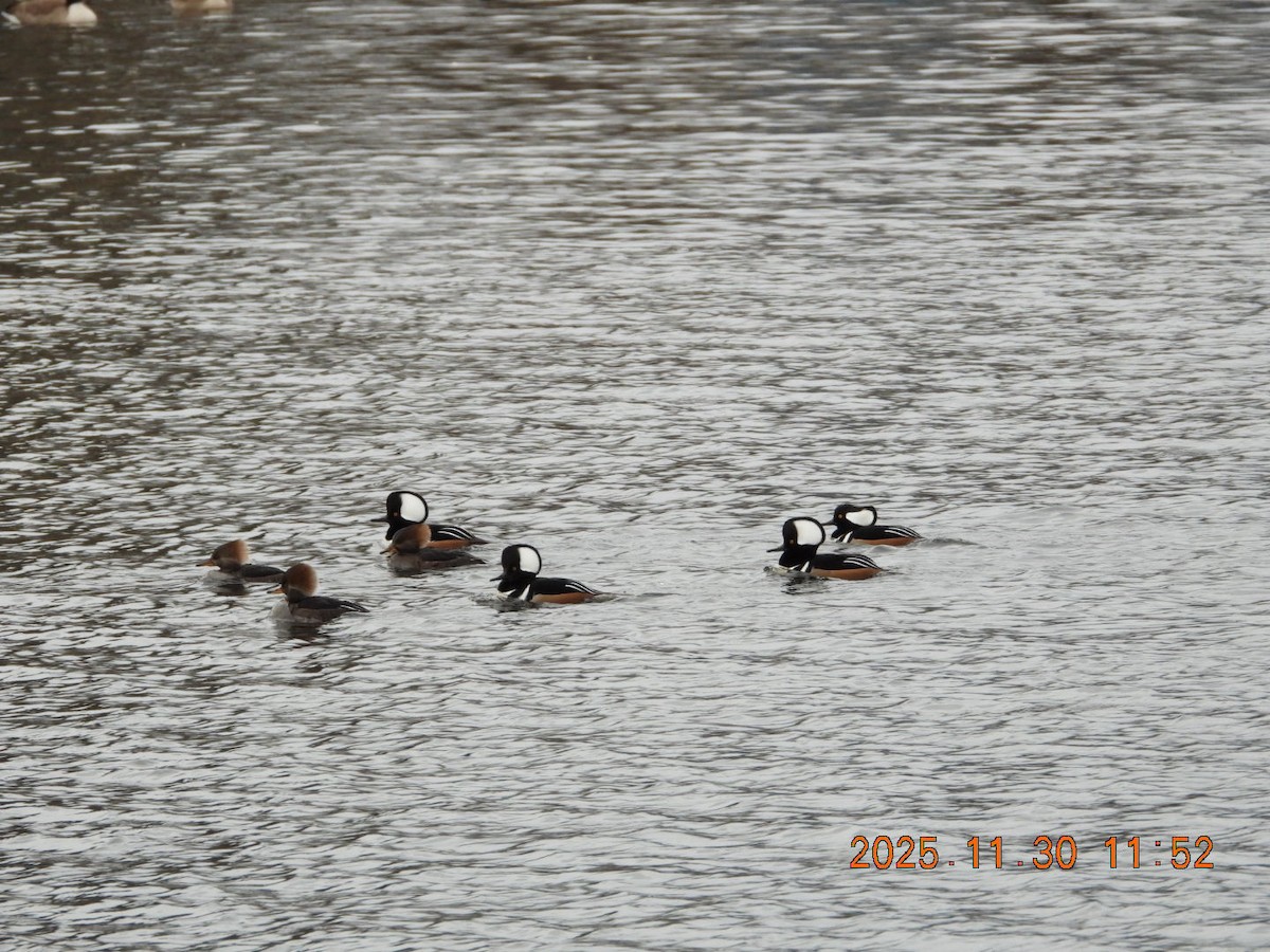 Hooded Merganser - ML646128052