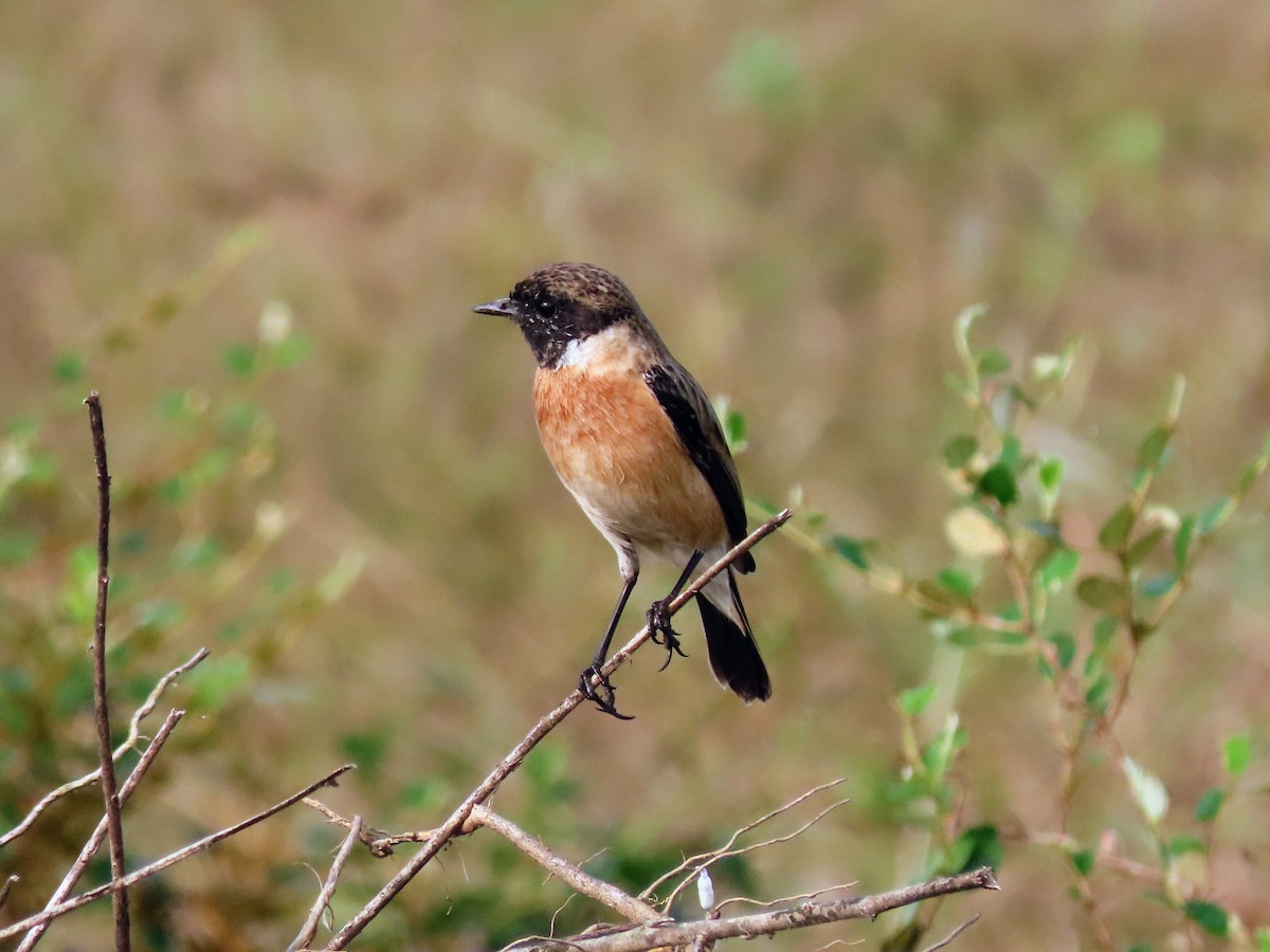 Pallasschwarzkehlchen - ML646128056