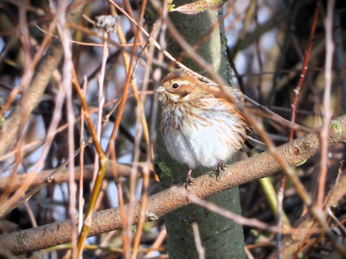 Reed Bunting - ML646128058