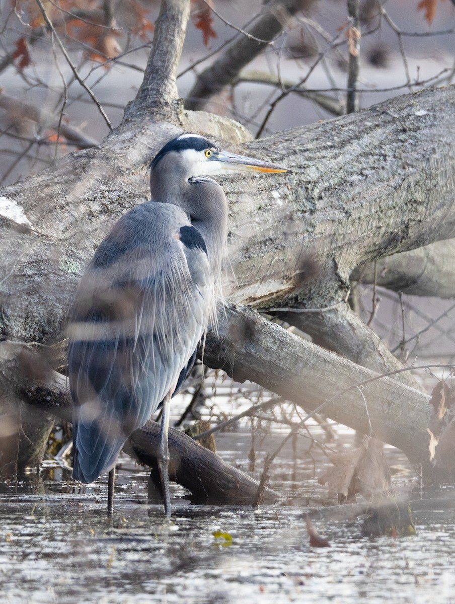 Great Blue Heron - ML646128066