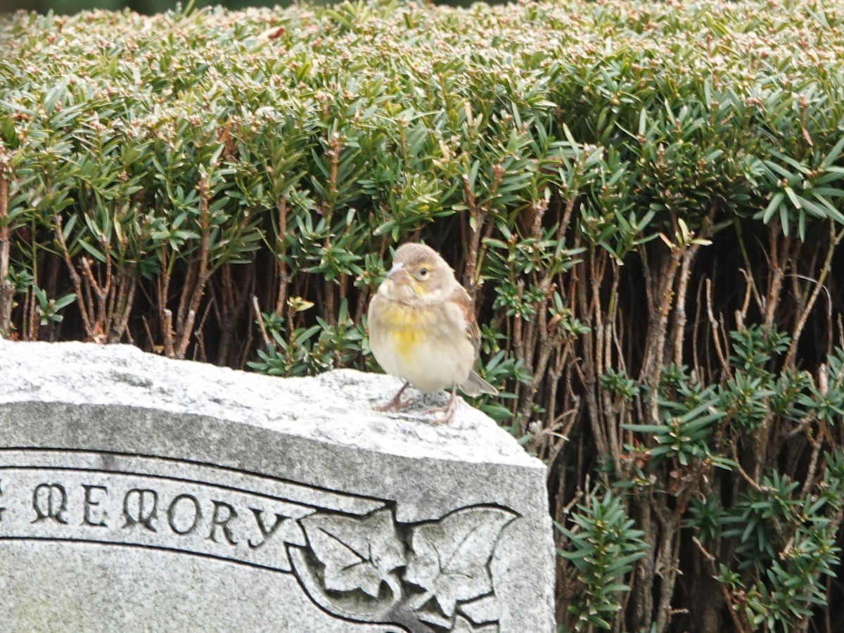 Dickcissel - ML646128068