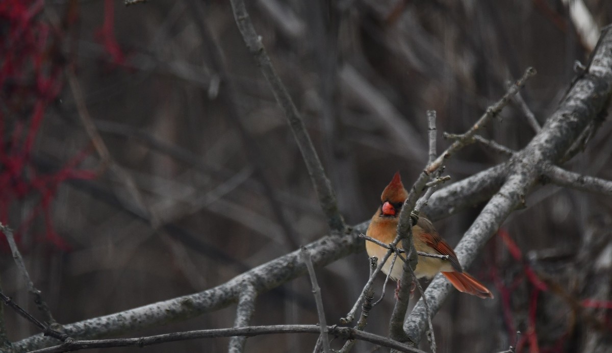 Northern Cardinal - ML646128074
