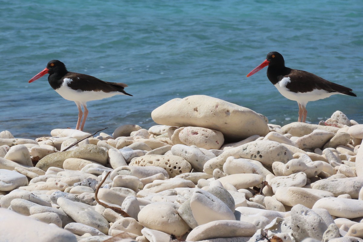 American Oystercatcher - ML646128076